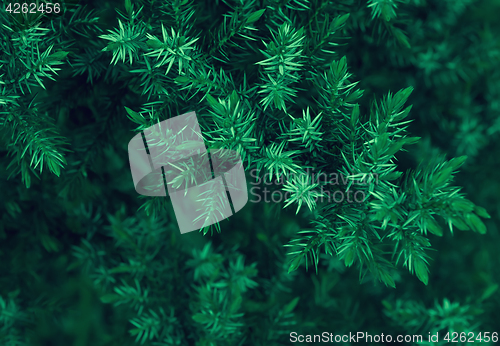 Image of Spruce Branches Closeup