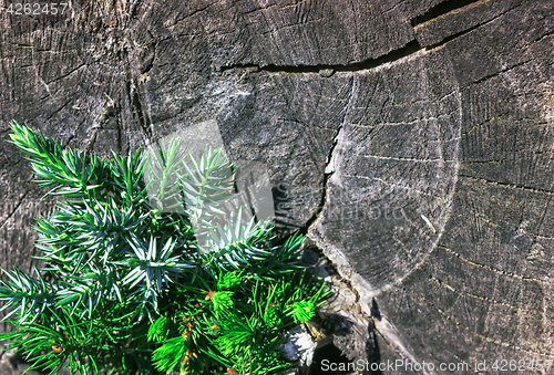 Image of Juniper Branch On The Old Wooden Background