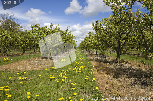 Image of Apple orchard