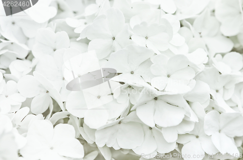 Image of White Flowers Blur Background