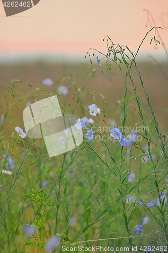 Image of Nemophila flower field, blue flowers