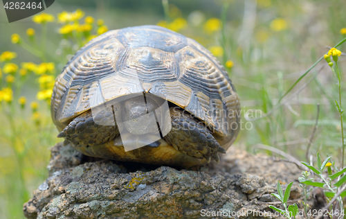 Image of Testudo graeca ibera 