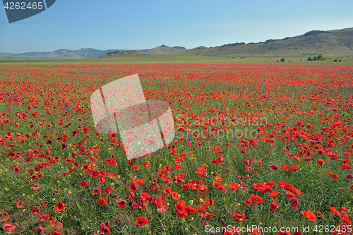 Image of colorful poppy flowers on field in summer