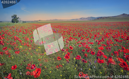 Image of colorful flowers on field 