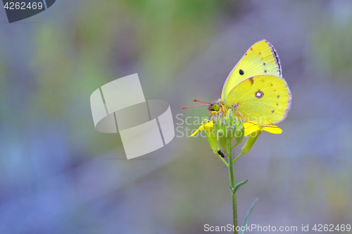 Image of Cloudless Sulphur butterfly (Phoebis sennae) on flower