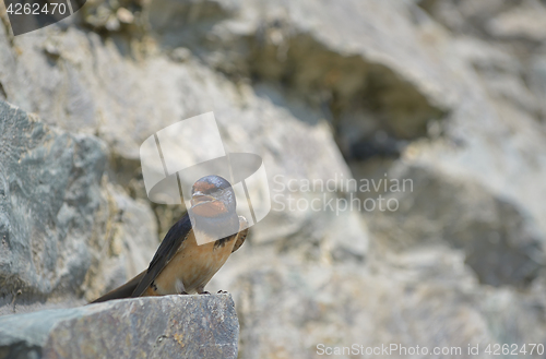 Image of Swallow, Hirundo rustica