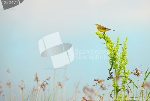 Image of Western yellow wagtail (Motacilla flava) 