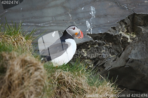 Image of Puffin on a cliff