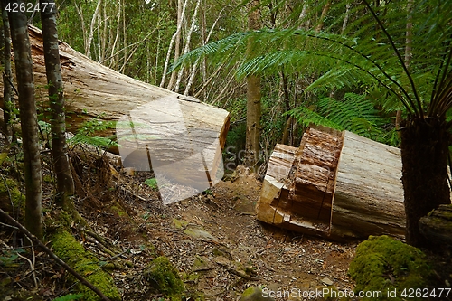 Image of Forest walking route