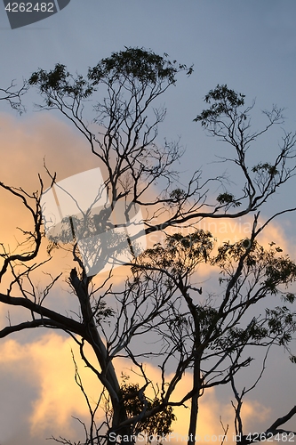 Image of Bare trees silhouettes