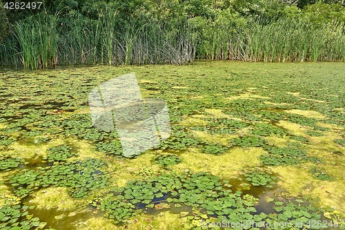 Image of Water surface with plants