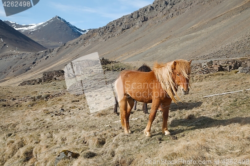 Image of Horse grazing on a field