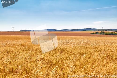 Image of Wheat field detail