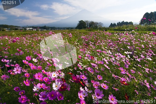 Image of Field of Cosmos IV