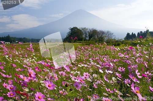 Image of Field of Cosmos III