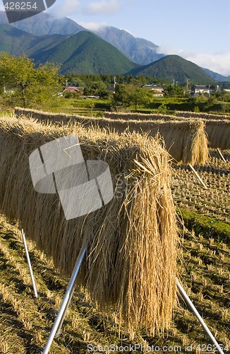 Image of Rice Stalks