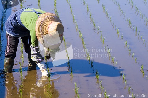 Image of Planting Rice