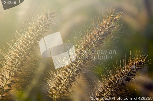Image of Bristle Grass IV