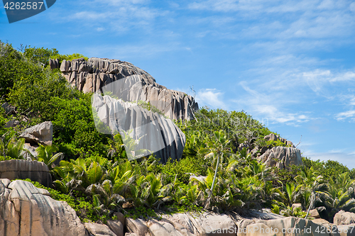 Image of stones and vegetation on seychelles island