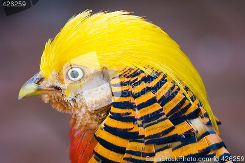 Image of Golden Pheasant