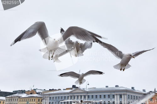 Image of Seagulls in air