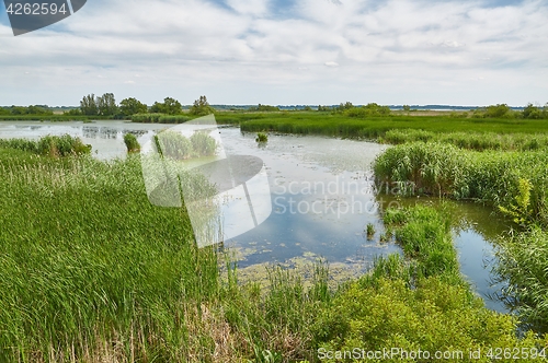 Image of Water surface with plants