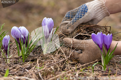 Image of hands in gloves removing old grass from the flowerbed