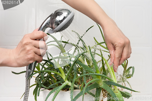 Image of hands washing aloe plant