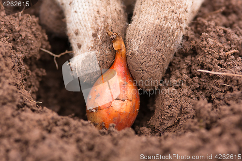 Image of hand in gloves planting set onion