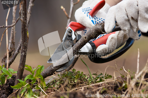 Image of pruning black current with secateurs