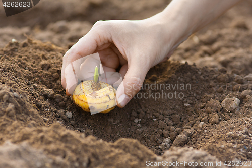 Image of hand with gladiolus bulb