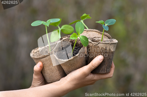 Image of hands holding seedlings of cucumber