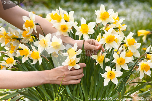 Image of hands picking narcissus flowers in the garden