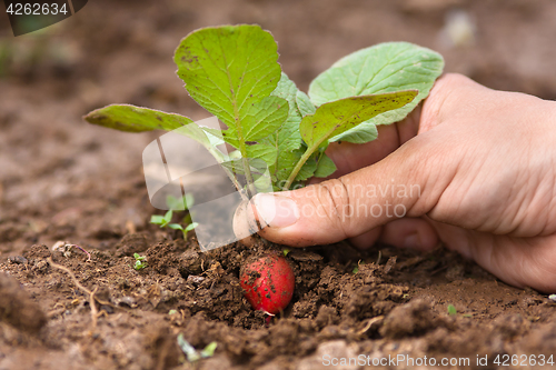 Image of hand pulling radishes in vegetable garden