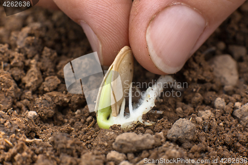 Image of planting sprouted seed in the vegetable garden