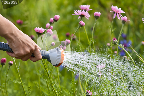 Image of hand watering flowers in the garden