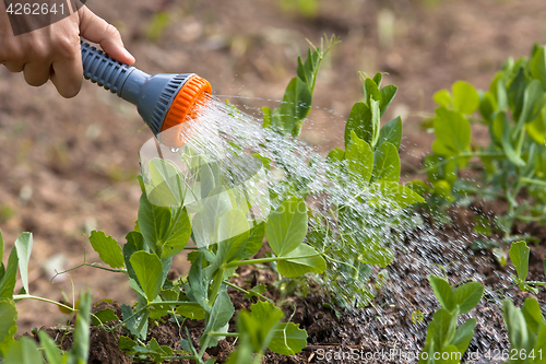 Image of hand watering green peas in the garden