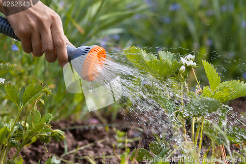 Image of hand watering strawberry in the garden