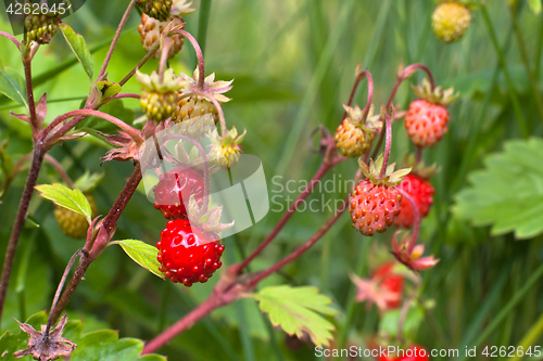 Image of berries of wild strawberry (selective focus used)