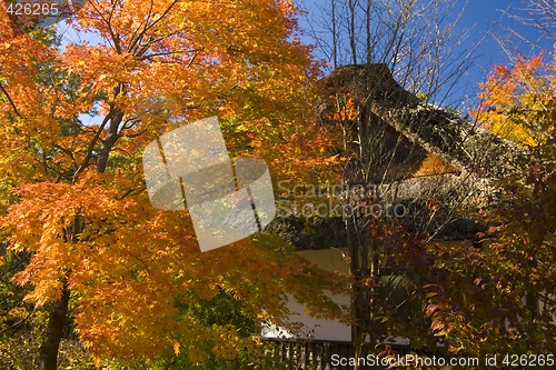 Image of Fall in Japan