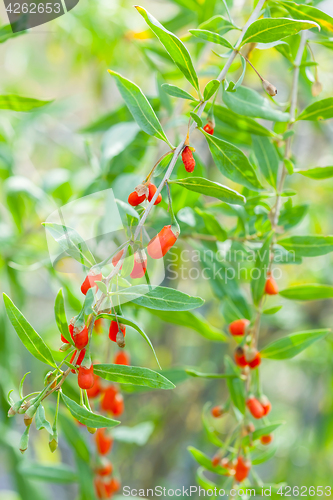 Image of Goji plant