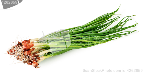 Image of Bunch of young green onions