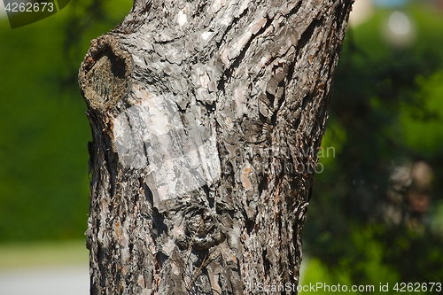 Image of Tree trunk closeup