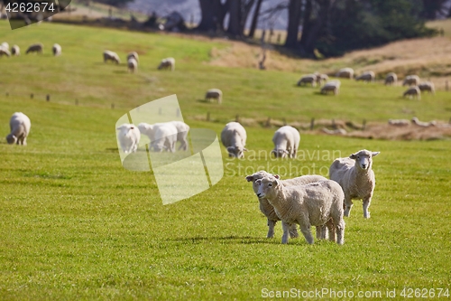 Image of Sheep in the grass