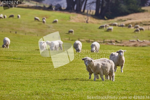 Image of Sheep in the grass