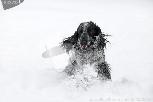 Image of english cocker spaniel dog playing in snow winter