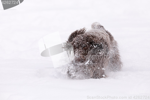 Image of english cocker spaniel dog playing in snow winter