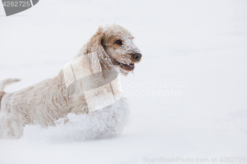 Image of english cocker spaniel dog playing in snow winter