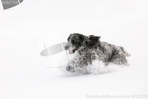 Image of english cocker spaniel dog playing in snow winter