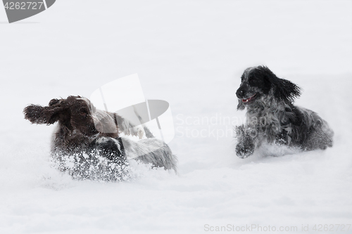 Image of two english cocker spaniel dog playing in snow winter